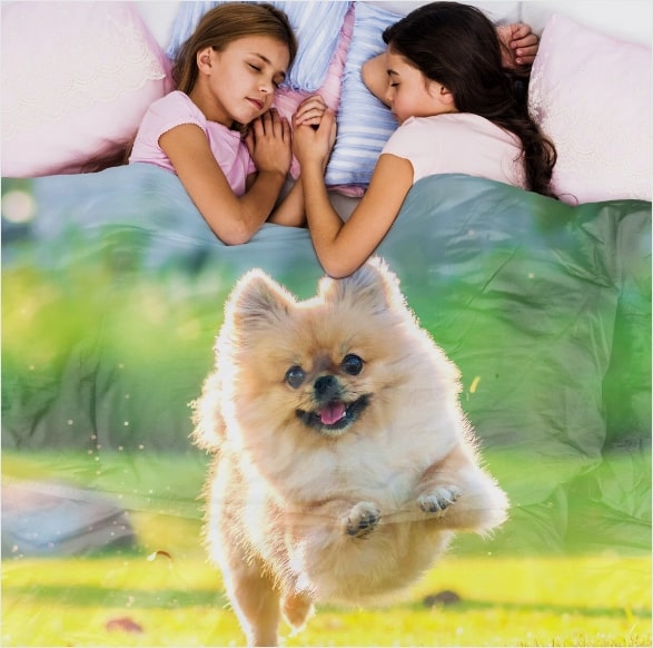 Start Creating Your Pet Photo Blanket Today